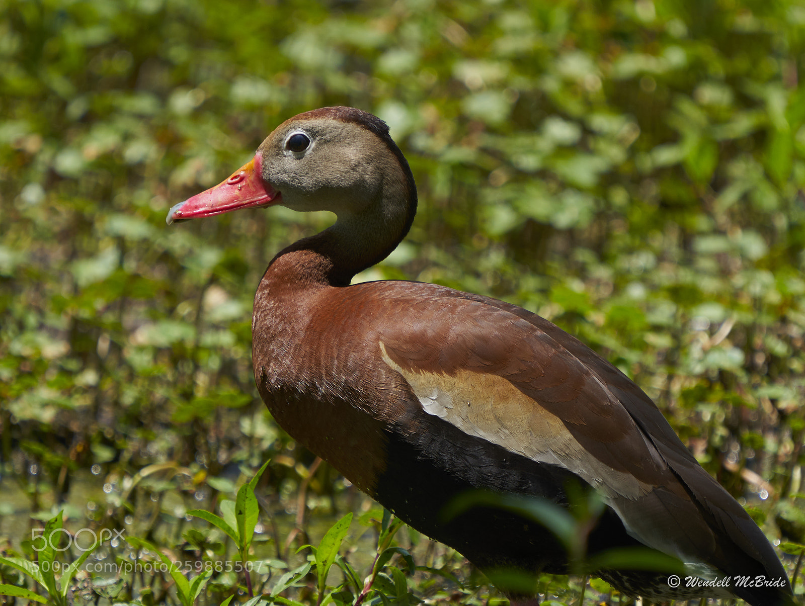 Sony a7R III sample photo. Whistling duck photography