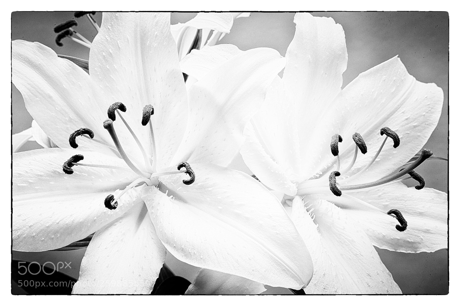 Canon EOS 5D Mark II sample photo. Oriental lilies photography
