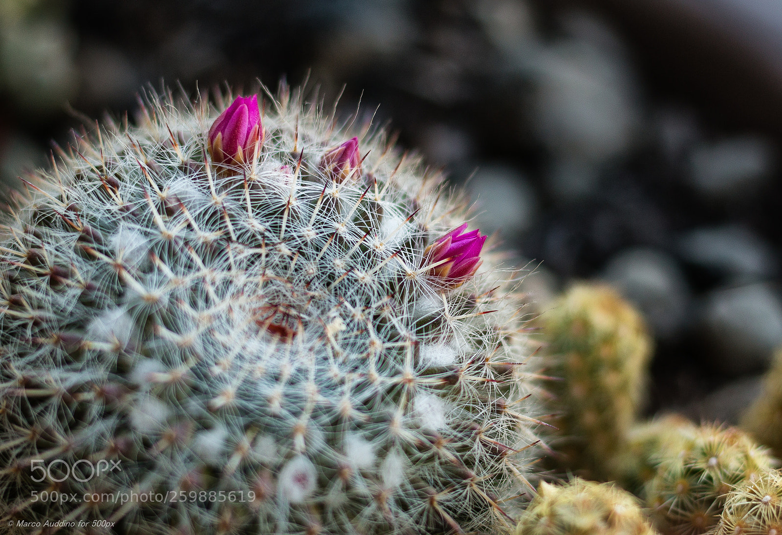 Canon EOS 70D sample photo. Stinging beauty photography
