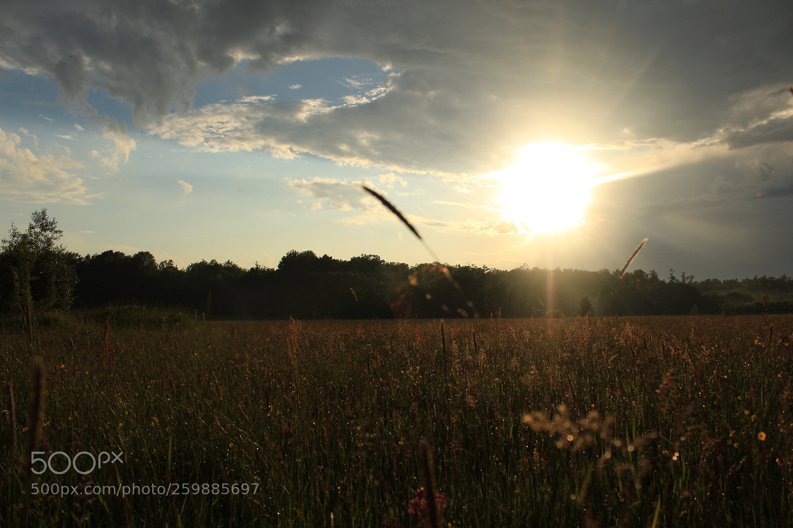 Canon EOS 1300D (EOS Rebel T6 / EOS Kiss X80) sample photo. Meadow photography