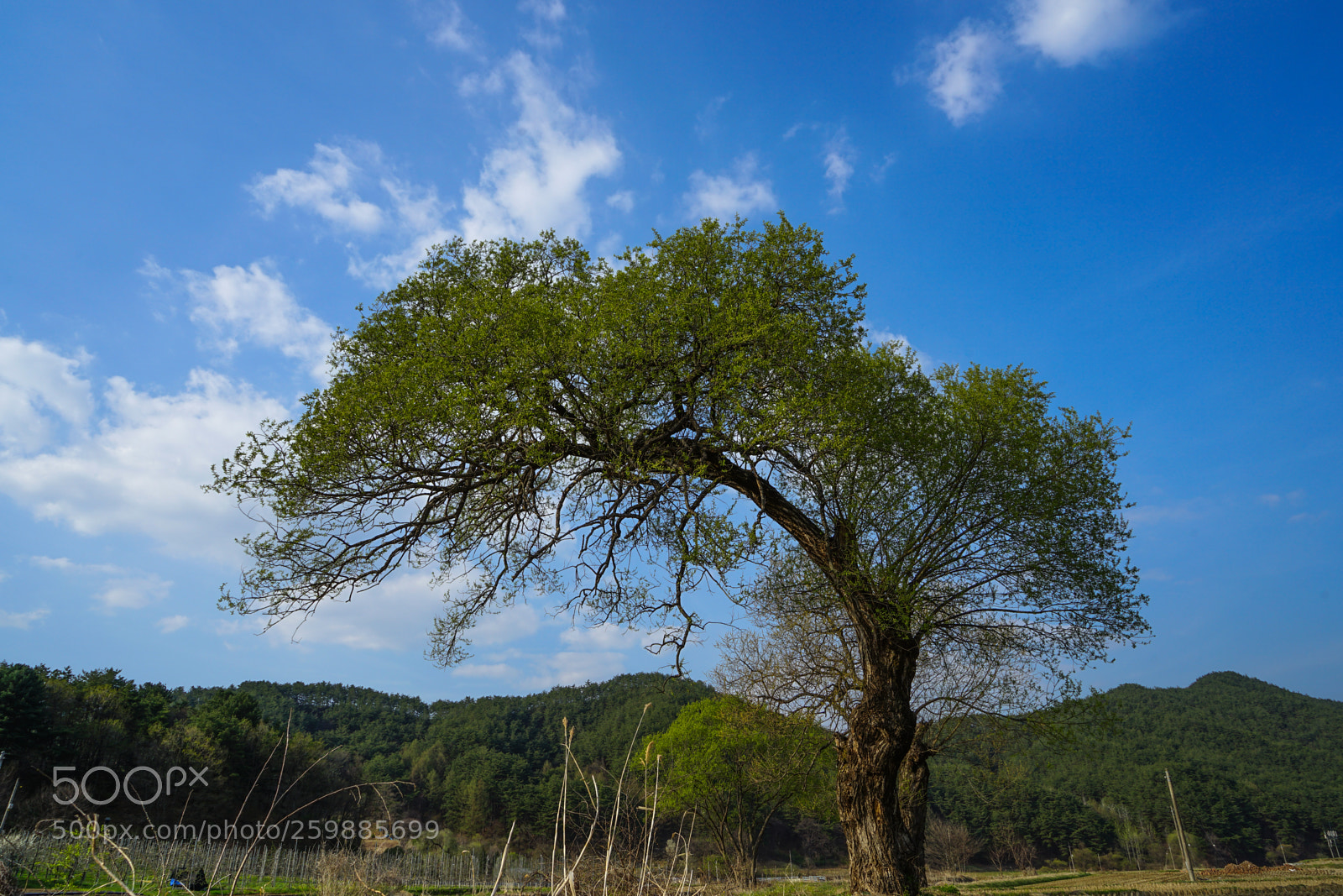 Sony a7 II sample photo. Dsc photography