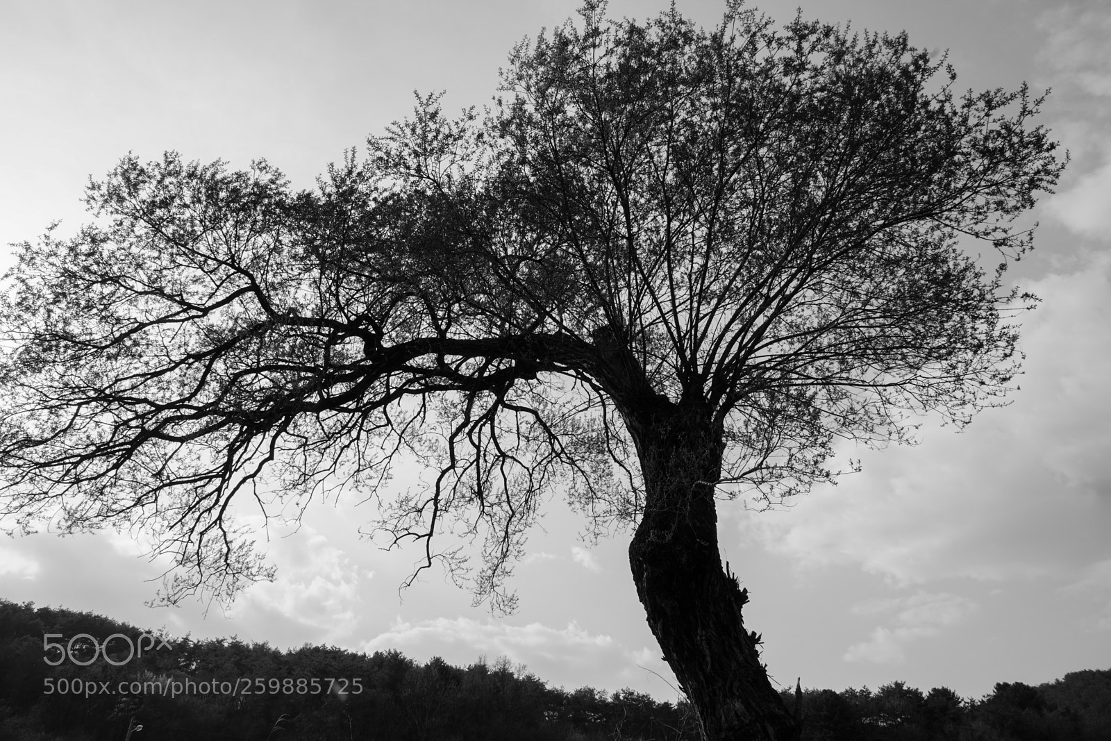 Sony a7 II sample photo. Dsc photography