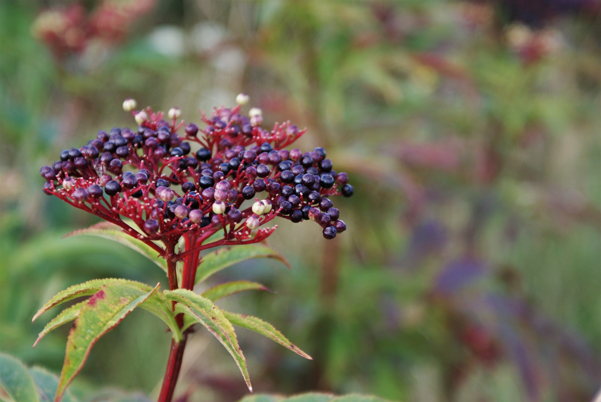 Sony Alpha DSLR-A200 sample photo. Danewort photography