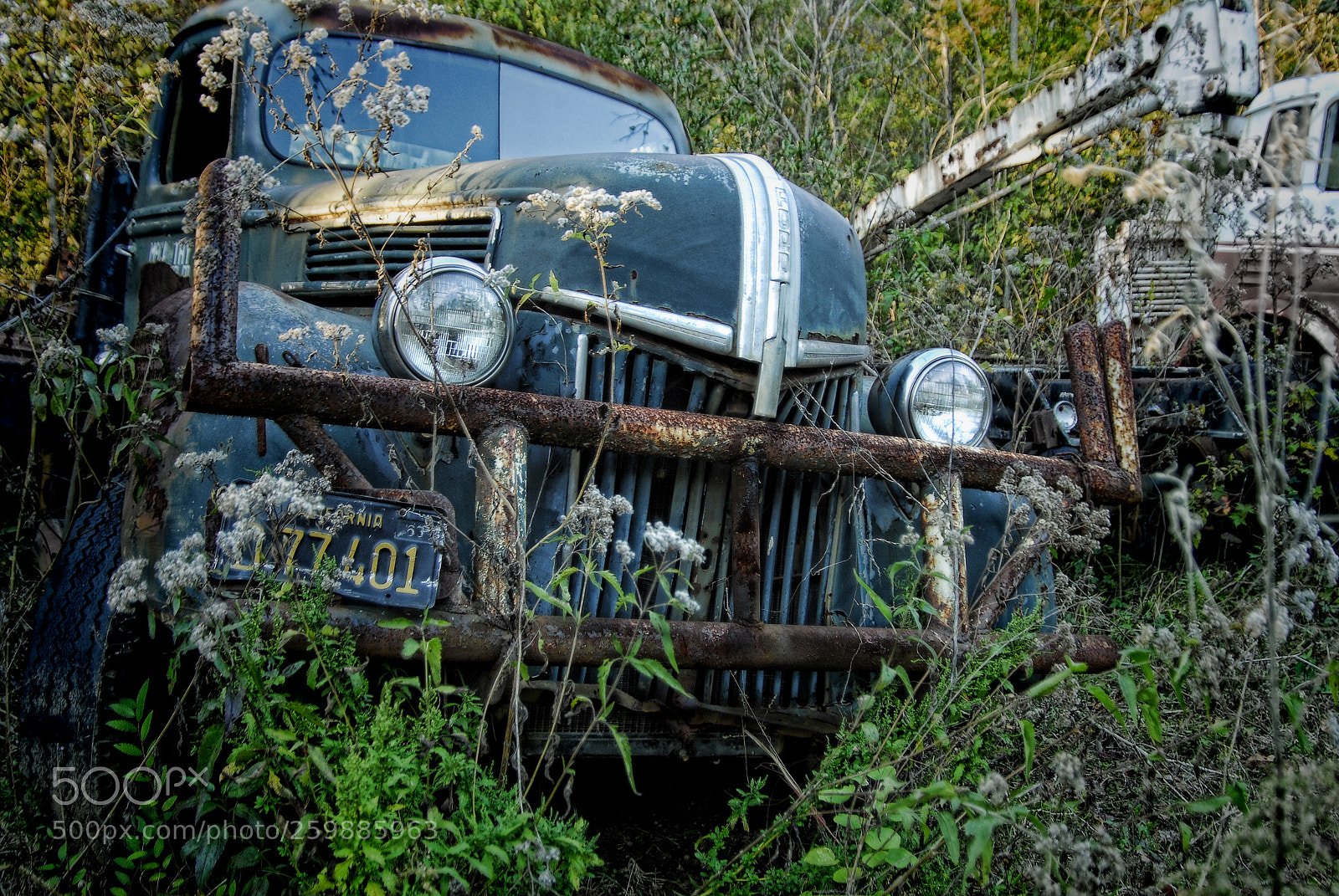 Nikon D200 sample photo. Hiding in the weeds photography