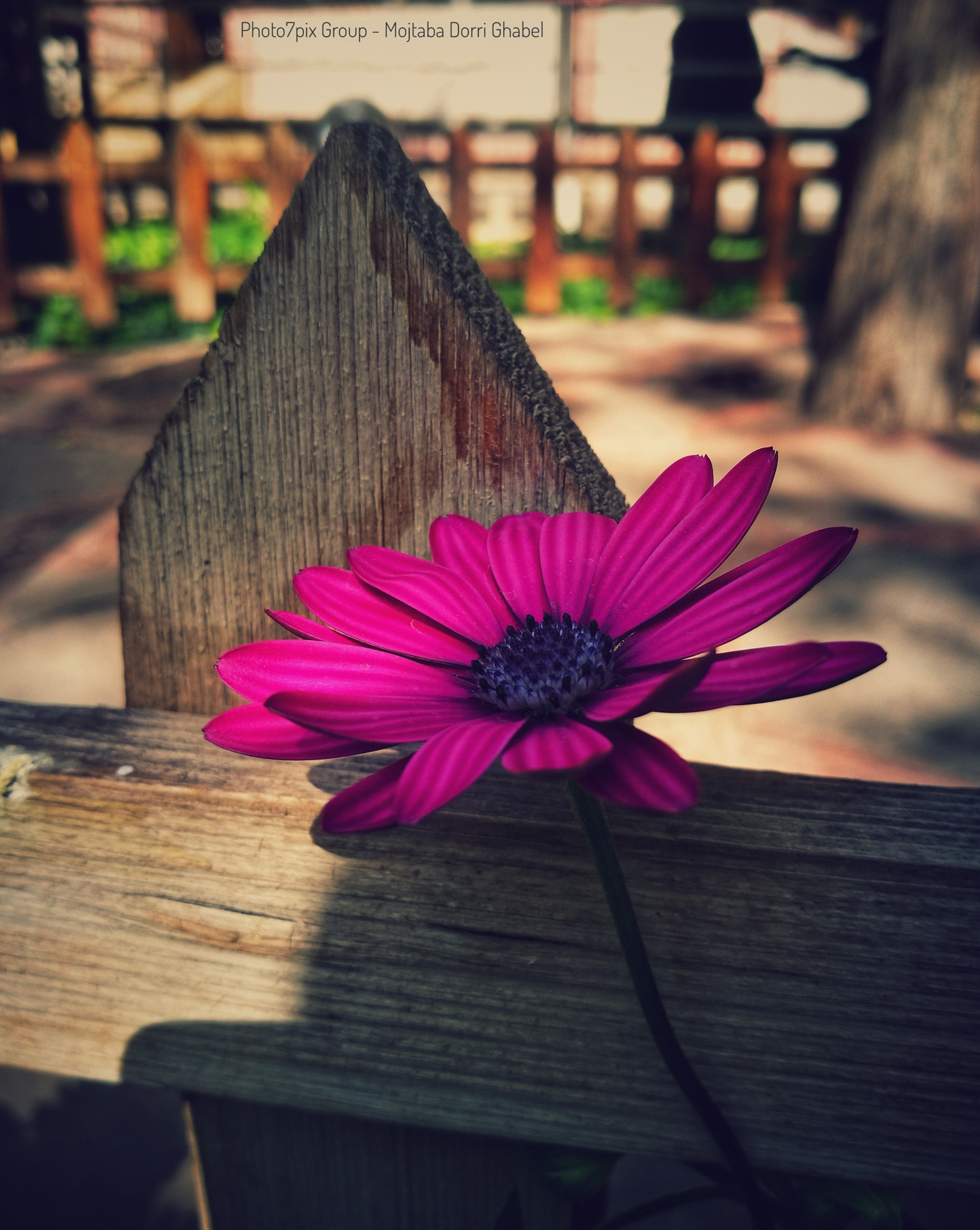HUAWEI P9 Plus sample photo. Deep purple photography