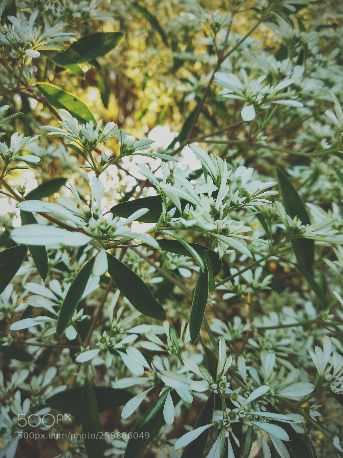 Xiaomi Mi A1 sample photo. Untitled photography