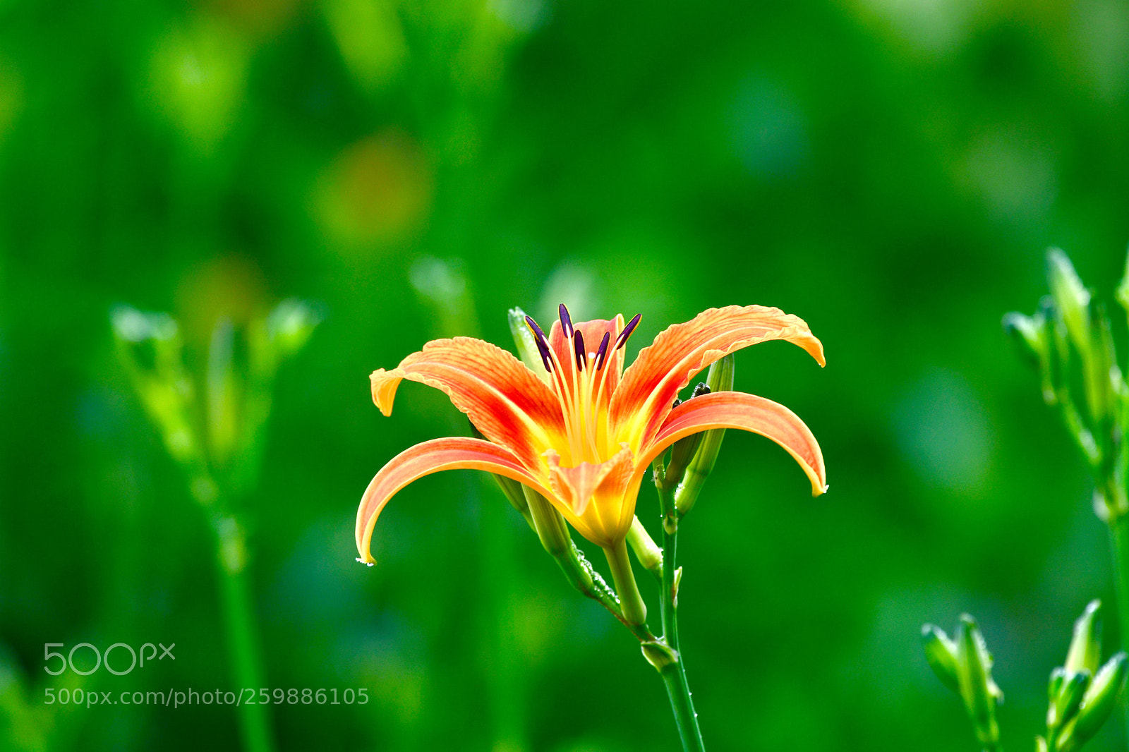 Nikon D500 sample photo. Untitled photography