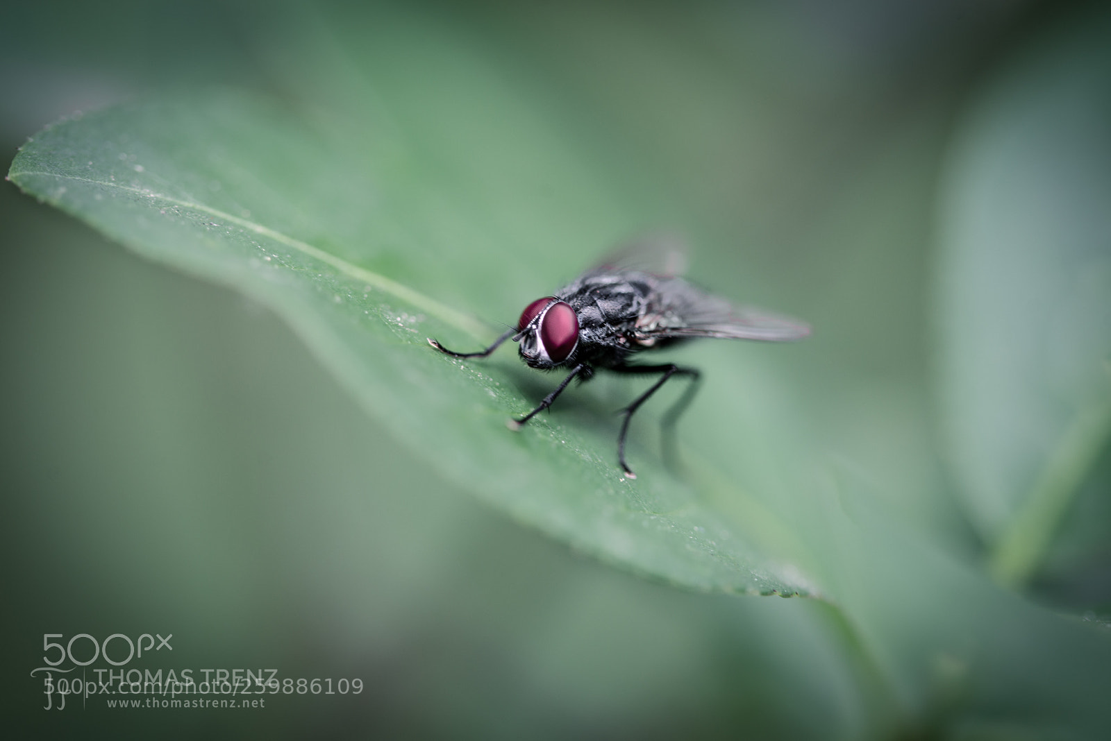 Nikon D600 sample photo. Deep fly photography