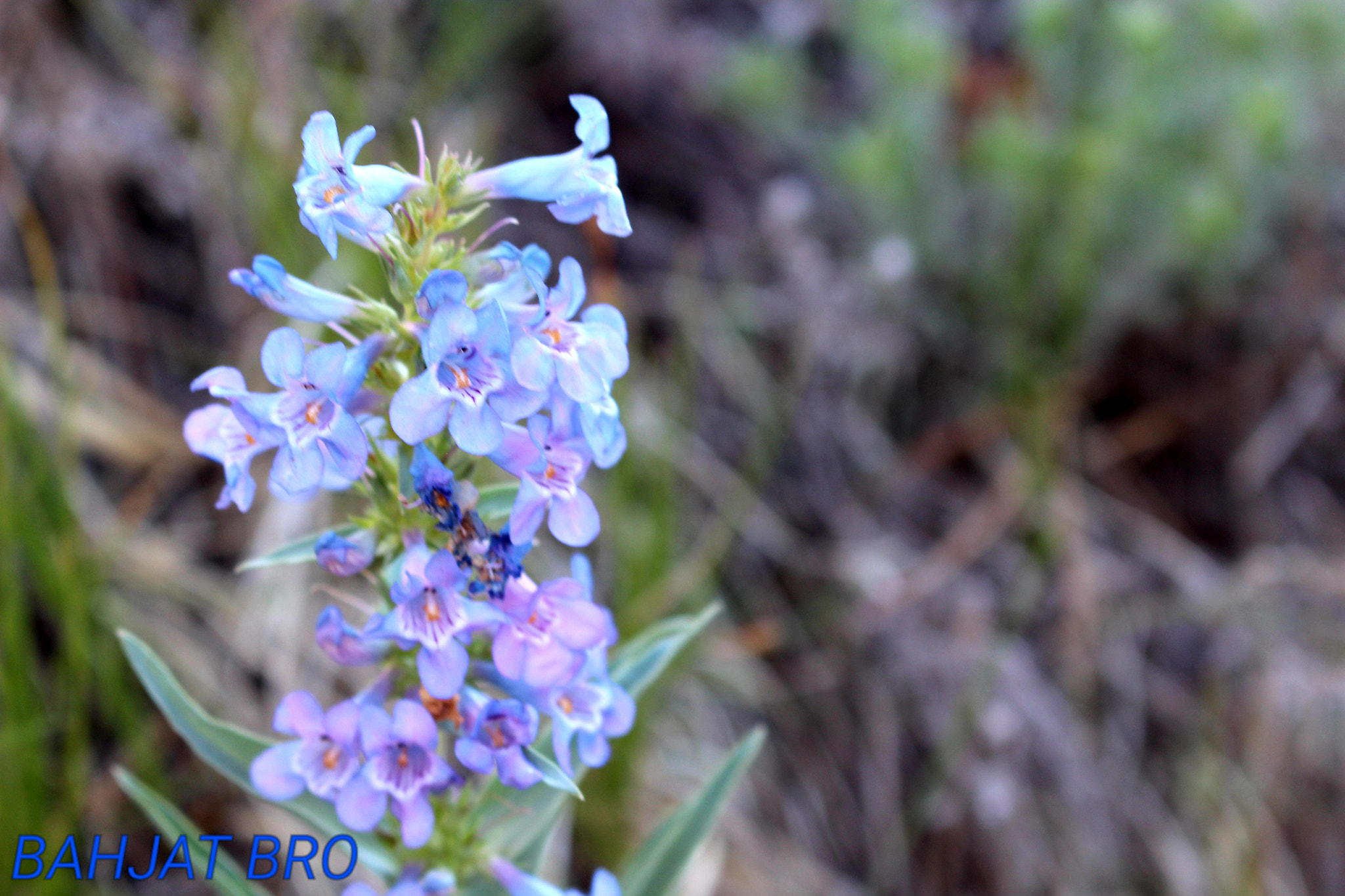 Canon EOS 100D (EOS Rebel SL1 / EOS Kiss X7) sample photo. Spring is here and full of beautiful flowers photography