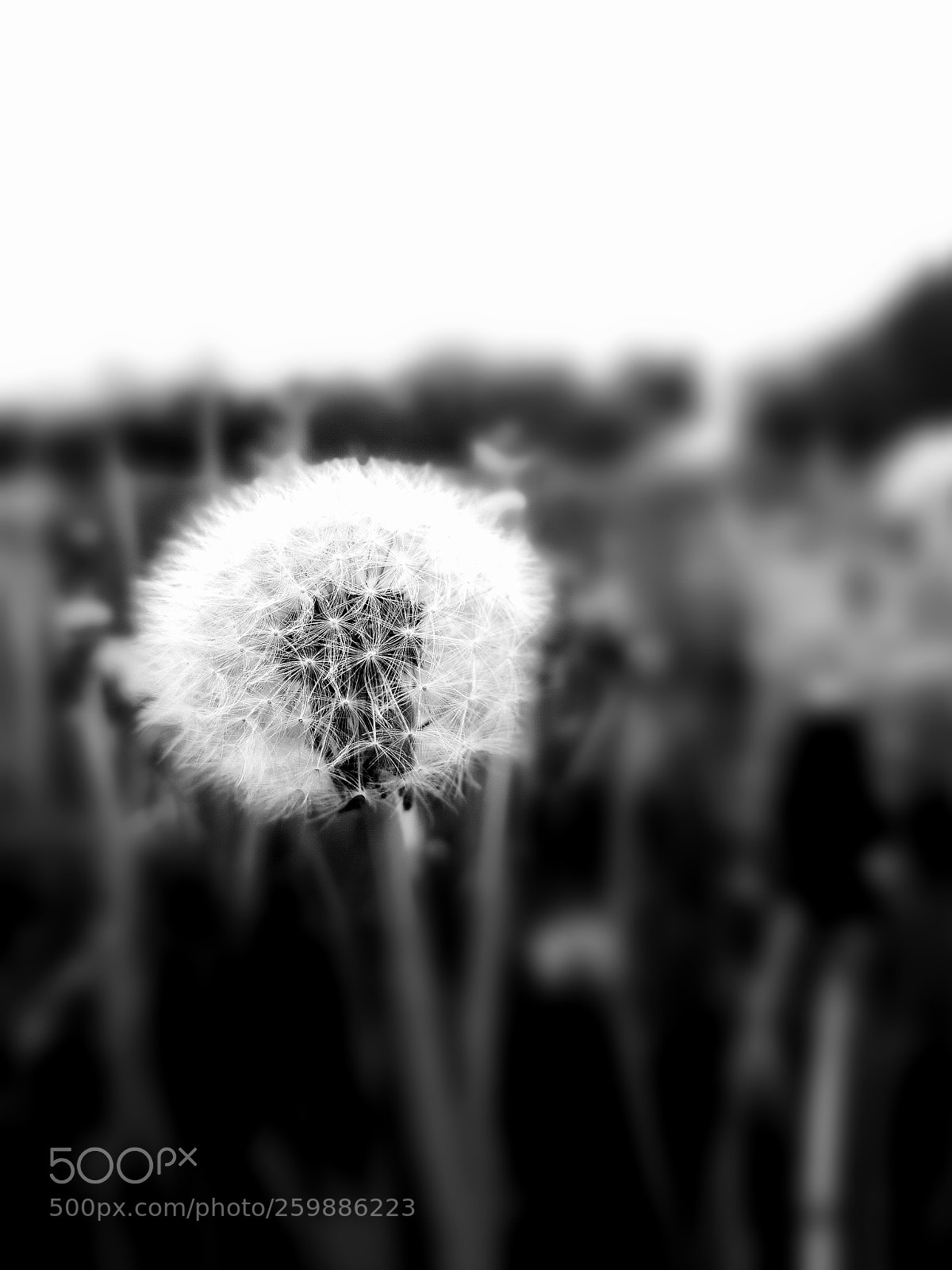 HUAWEI CLT-L09 sample photo. It's all black and photography