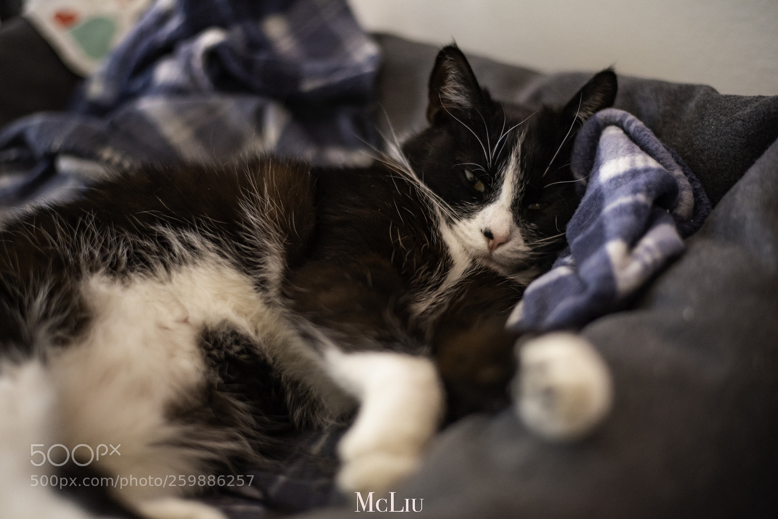 Nikon D750 sample photo. Sleepy cat photography