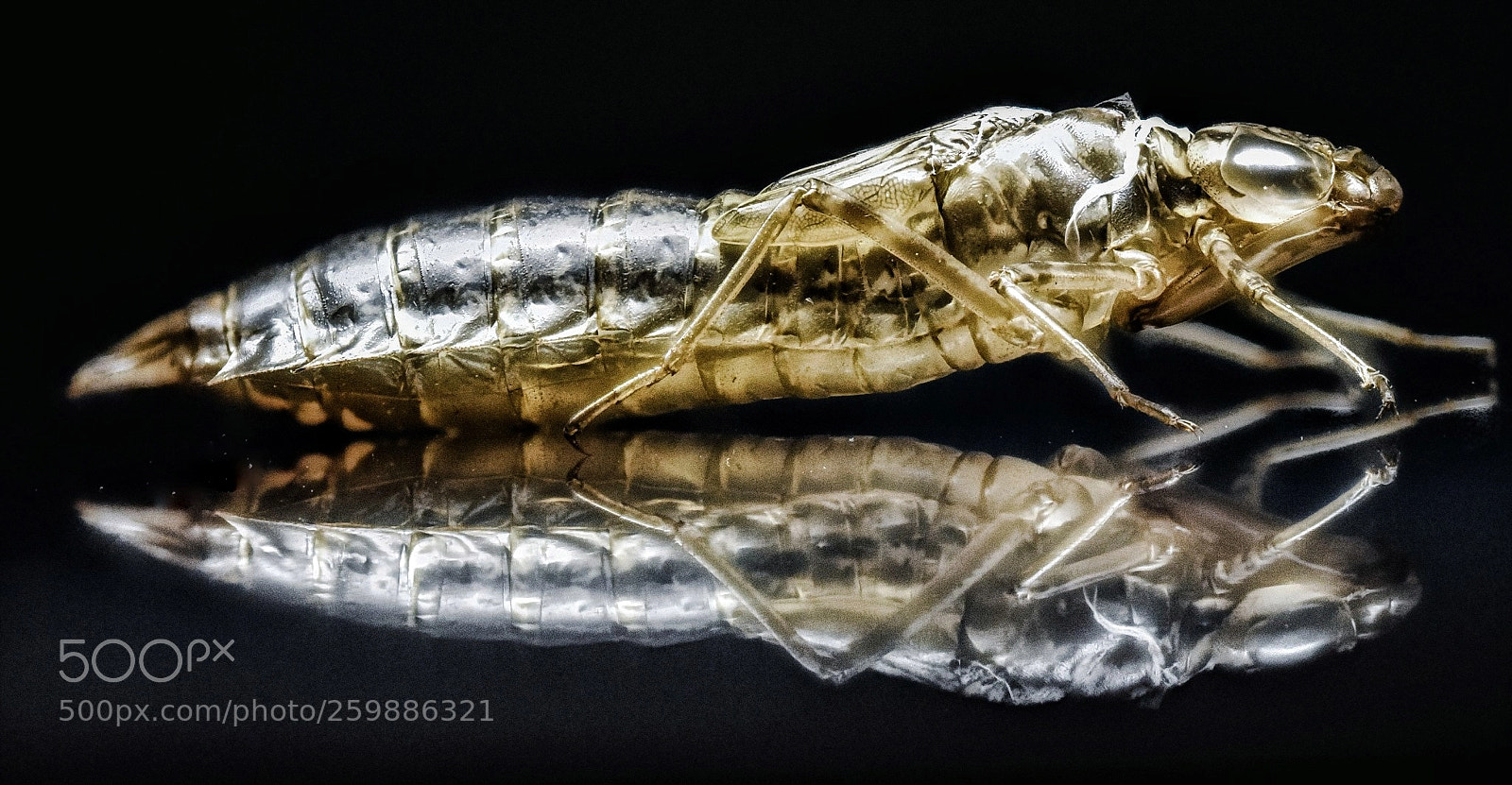 Nikon D750 sample photo. Alien pondlife photography
