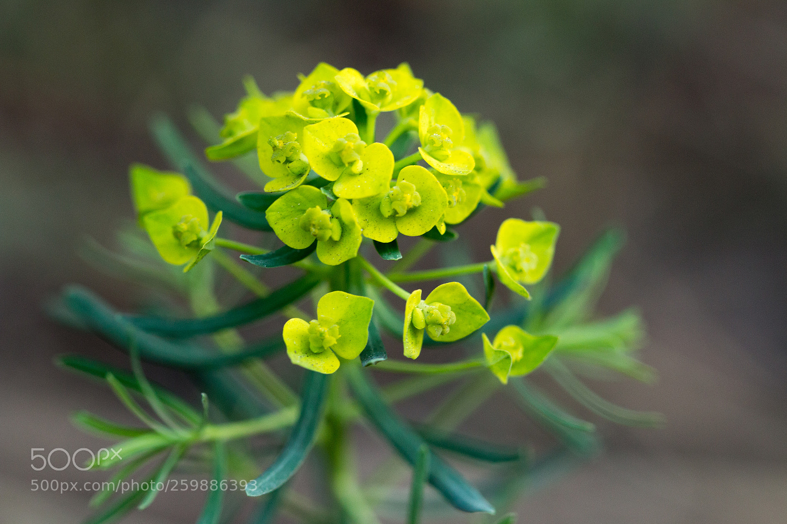 Canon EOS 70D sample photo. Morning wakeup photography