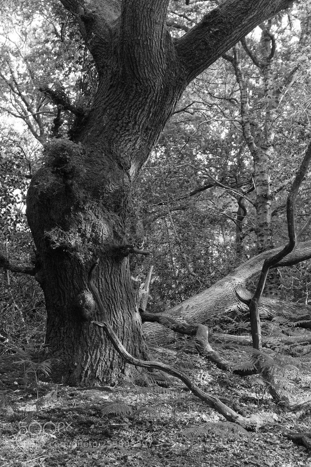Canon EOS 750D (EOS Rebel T6i / EOS Kiss X8i) sample photo. Tree photography