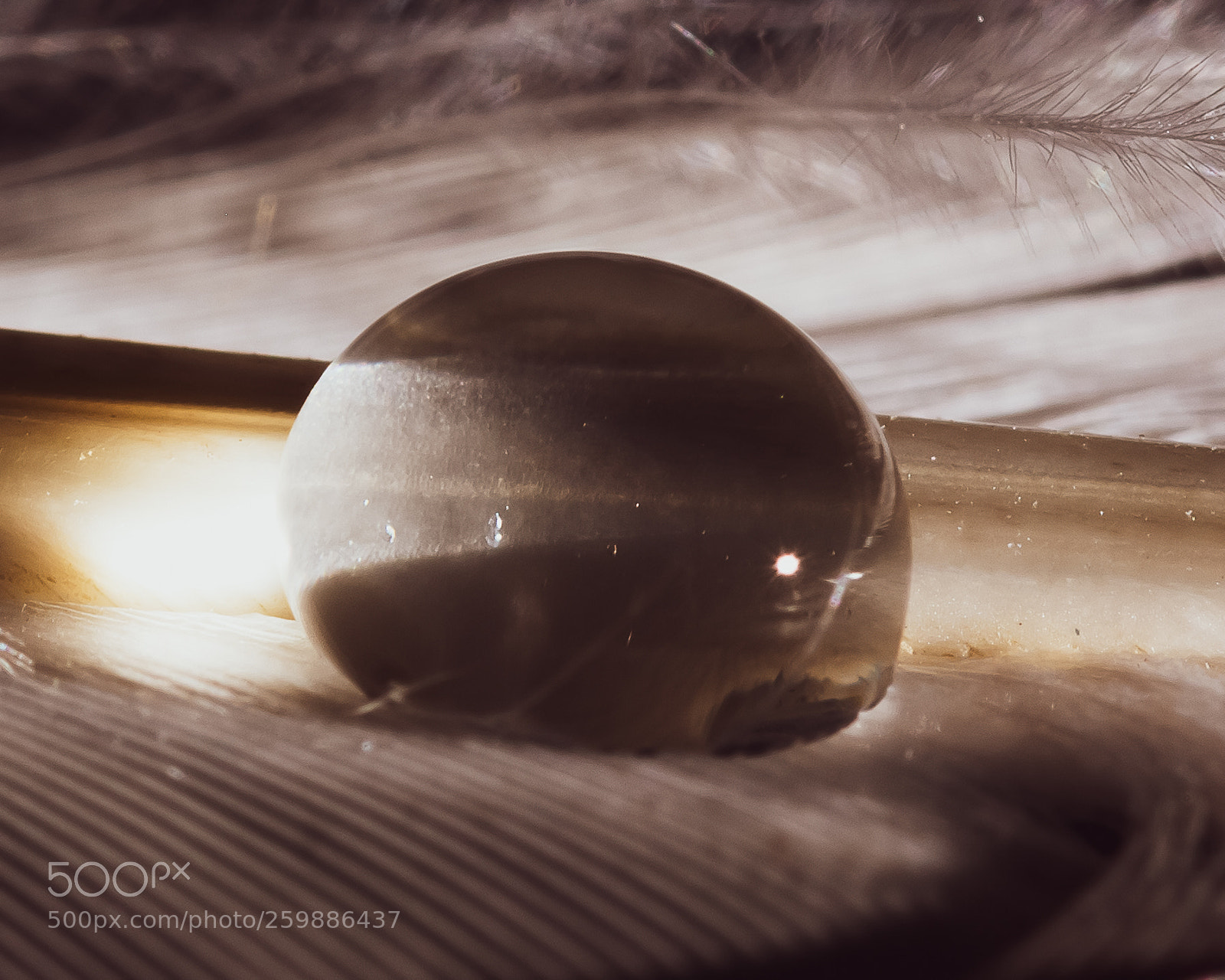 Nikon D810 sample photo. Soft landing photography