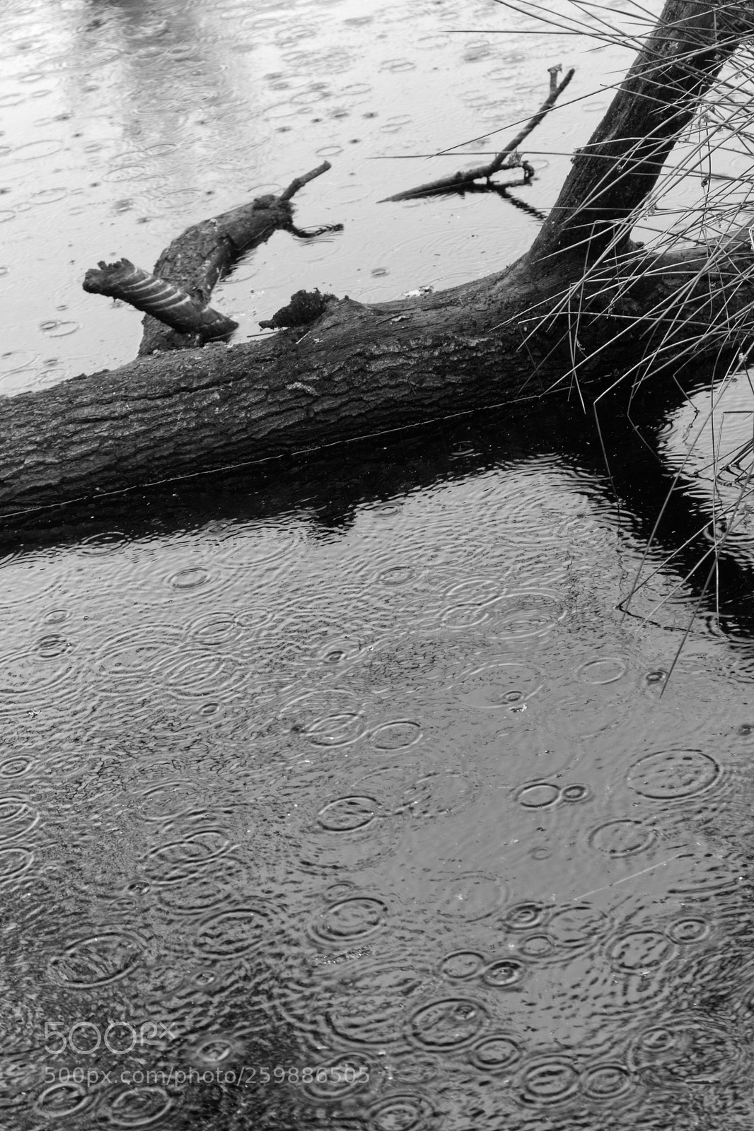 Canon EOS 750D (EOS Rebel T6i / EOS Kiss X8i) sample photo. Rain. photography