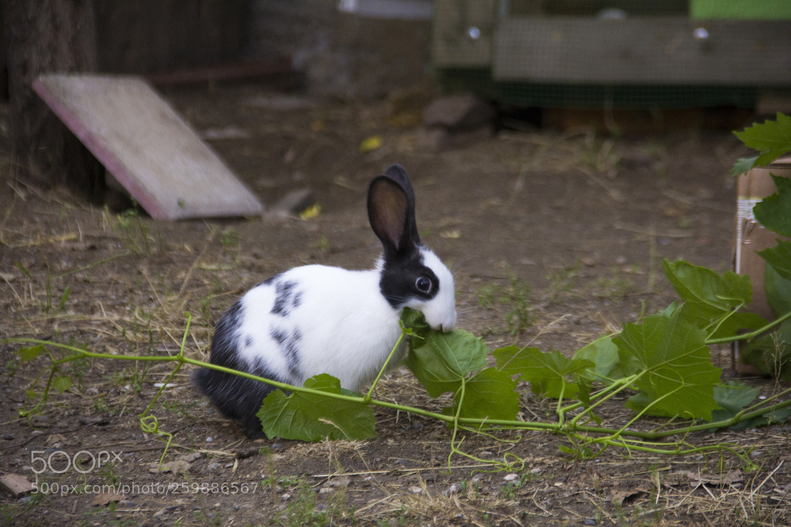 Canon EOS 60D sample photo. Rabbit photography