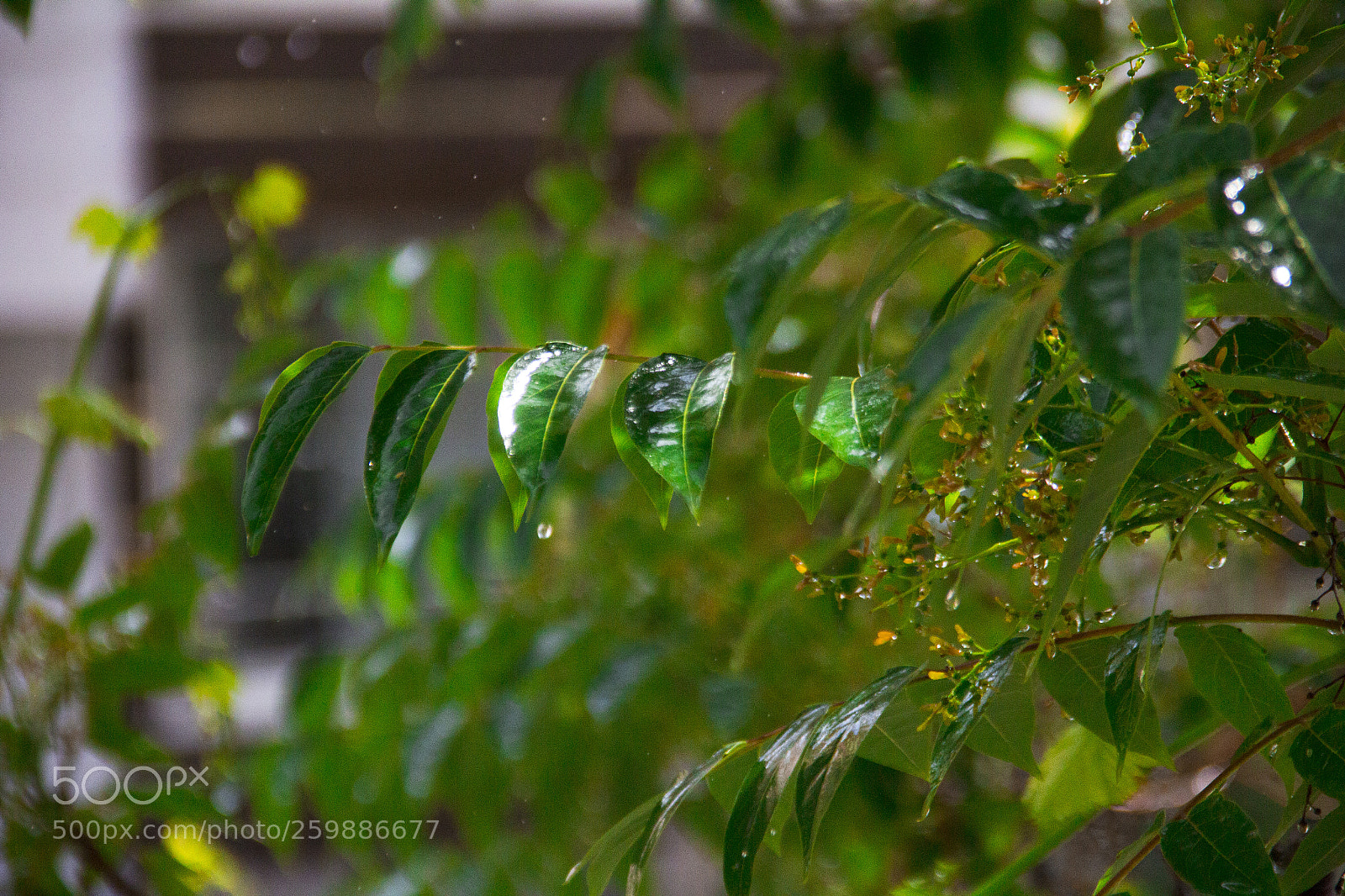 Canon EOS 60D sample photo. Rainy photography