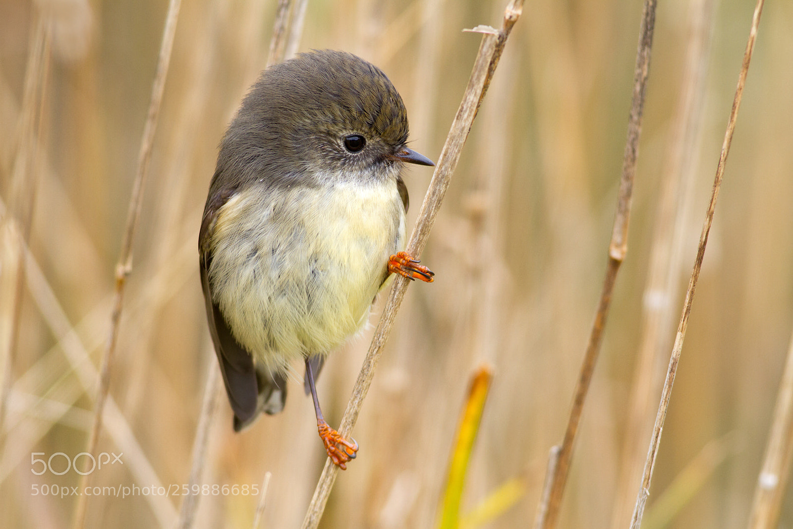Canon EOS 7D sample photo. Tomtit in the grass photography