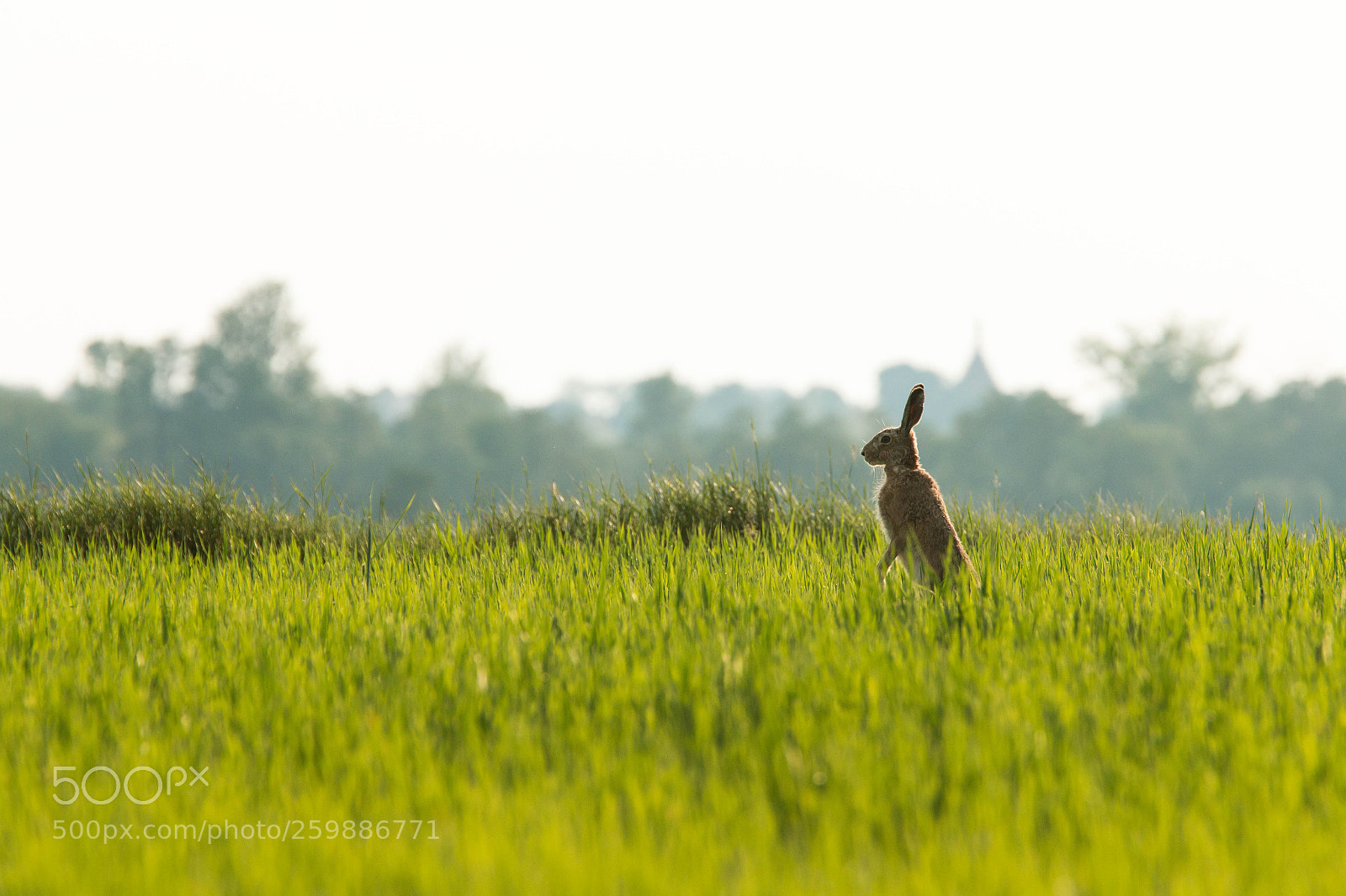 Canon EOS 70D sample photo. Hare ready to run photography