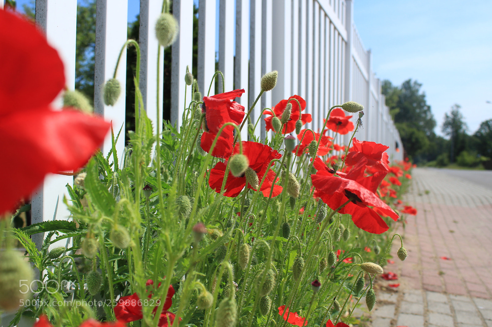 Canon EOS 1300D (EOS Rebel T6 / EOS Kiss X80) sample photo. Poppies photography
