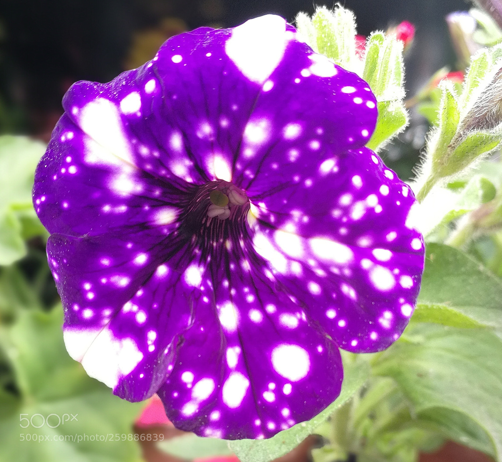HUAWEI P10 sample photo. Future photography