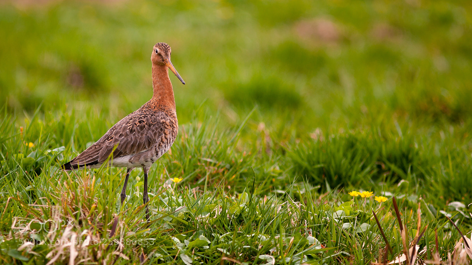 Canon EOS 5D Mark II sample photo. Gwn.ptr photography nature gotwit photography