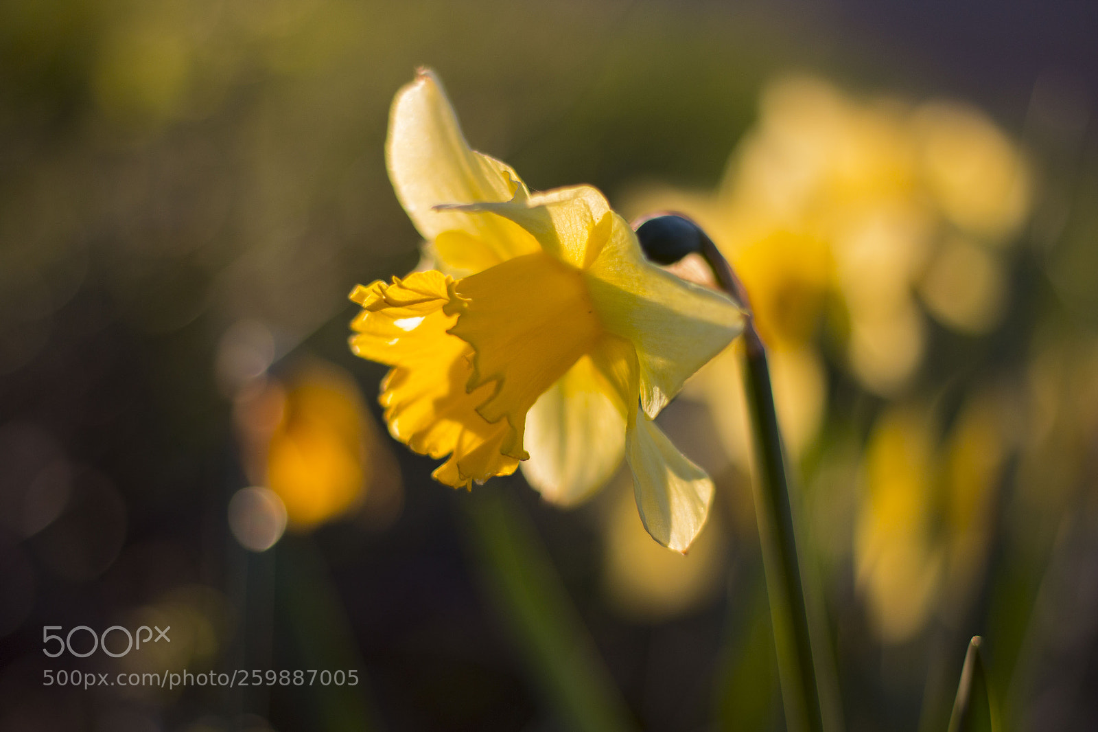 Canon EOS 70D sample photo. Spring time photography