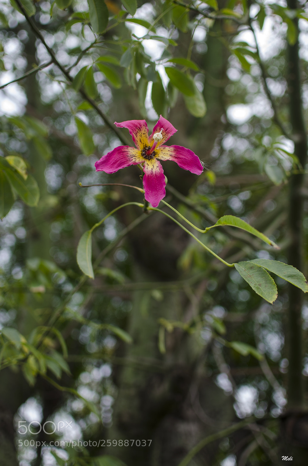 Nikon D5100 sample photo. Flor palo borracho photography