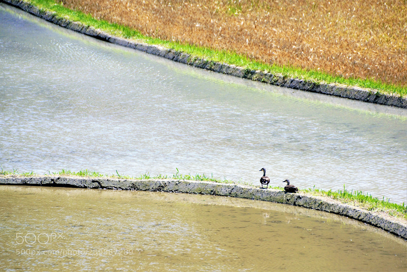 Nikon D800 sample photo. An eternal companion photography
