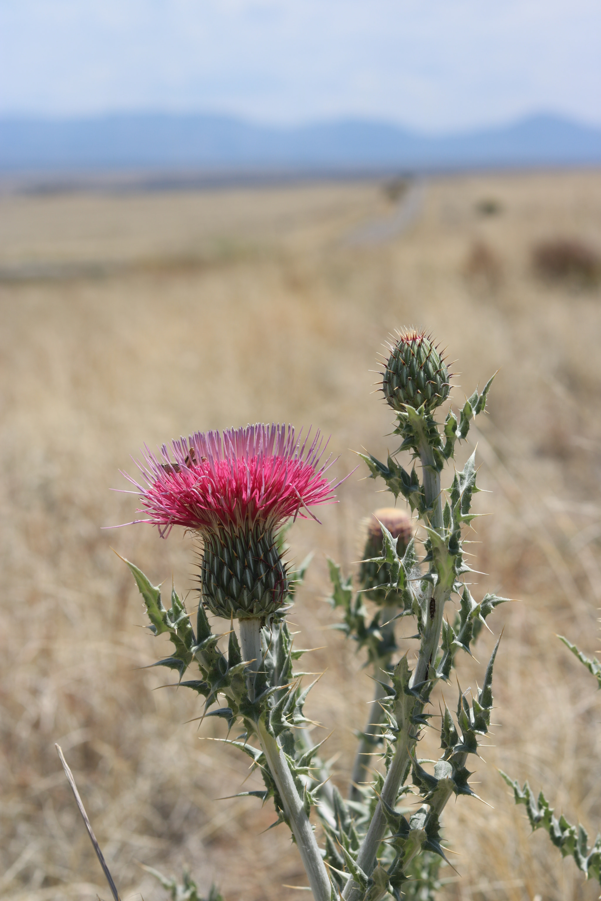 Canon EOS 750D (EOS Rebel T6i / EOS Kiss X8i) sample photo. Desert thistle photography