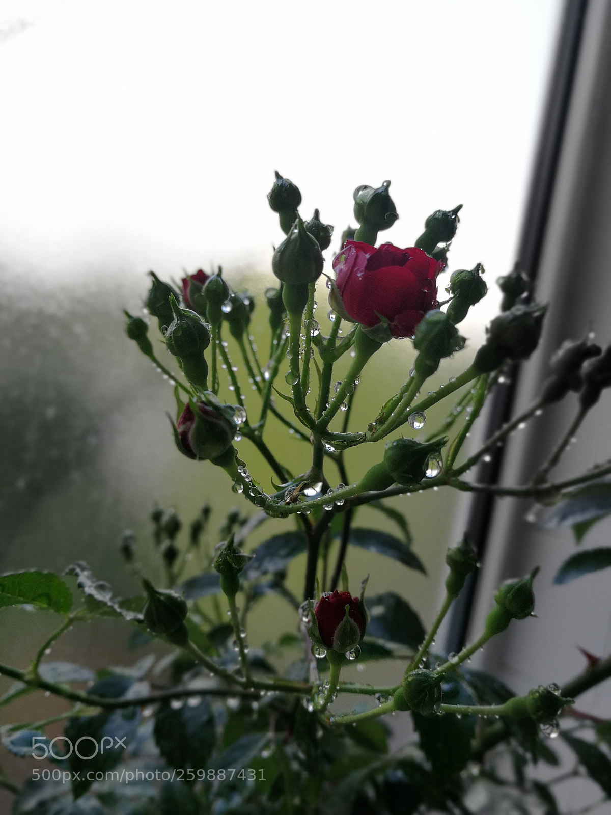 HUAWEI P10 sample photo. Untitled photography
