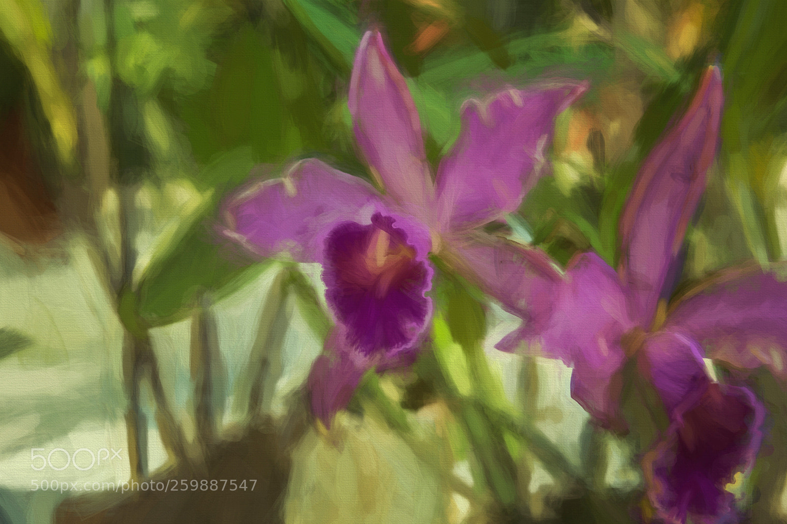 Canon EOS 60D sample photo. Orchid photography