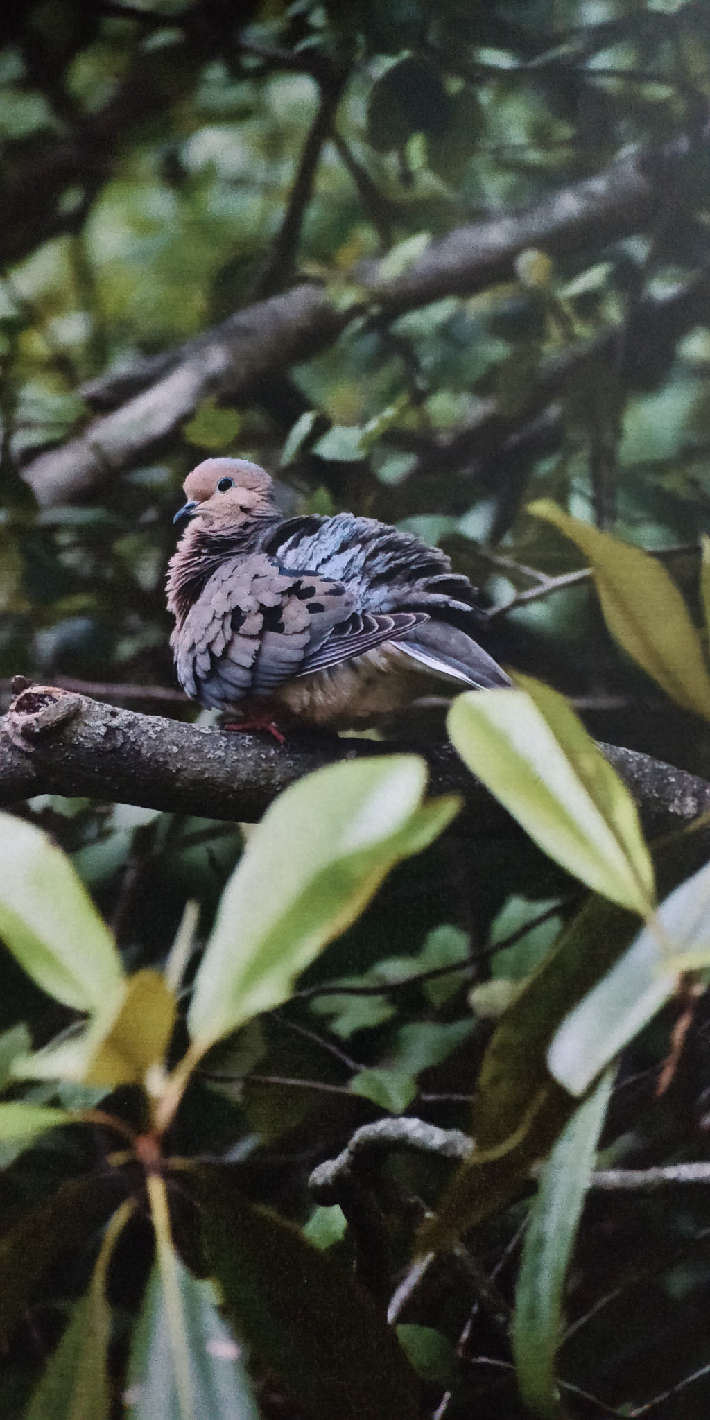 OnePlus 5T sample photo. Pigeon photography
