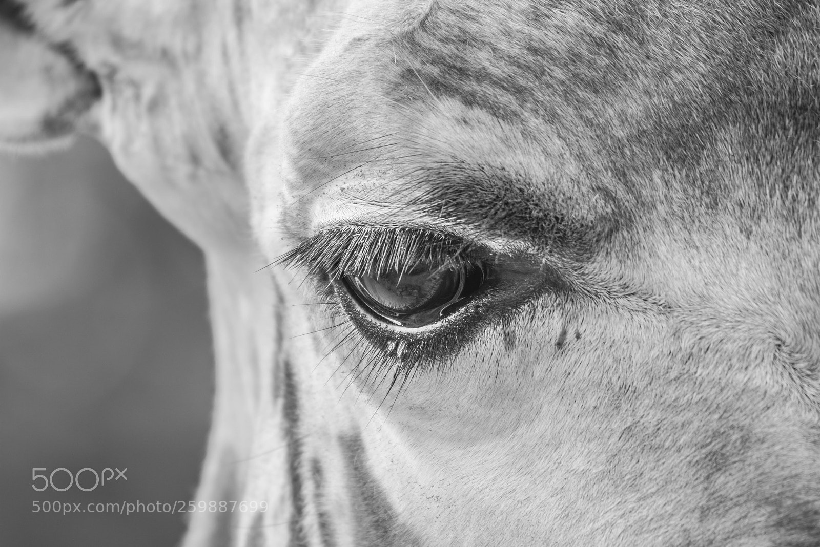 Canon EOS 760D (EOS Rebel T6s / EOS 8000D) sample photo. Giraffe eye photography