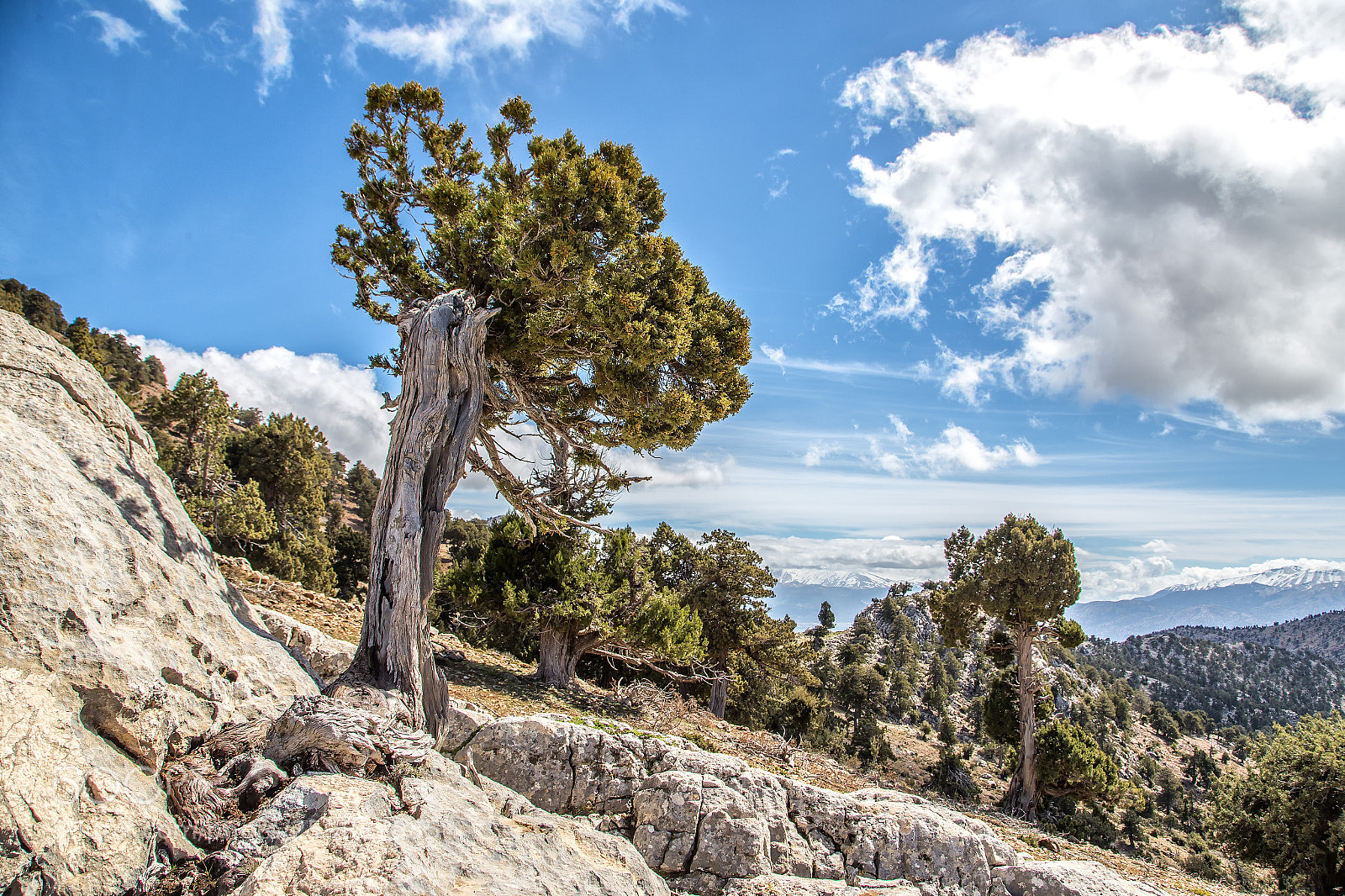 Canon EOS 6D sample photo. Ardıç... photography