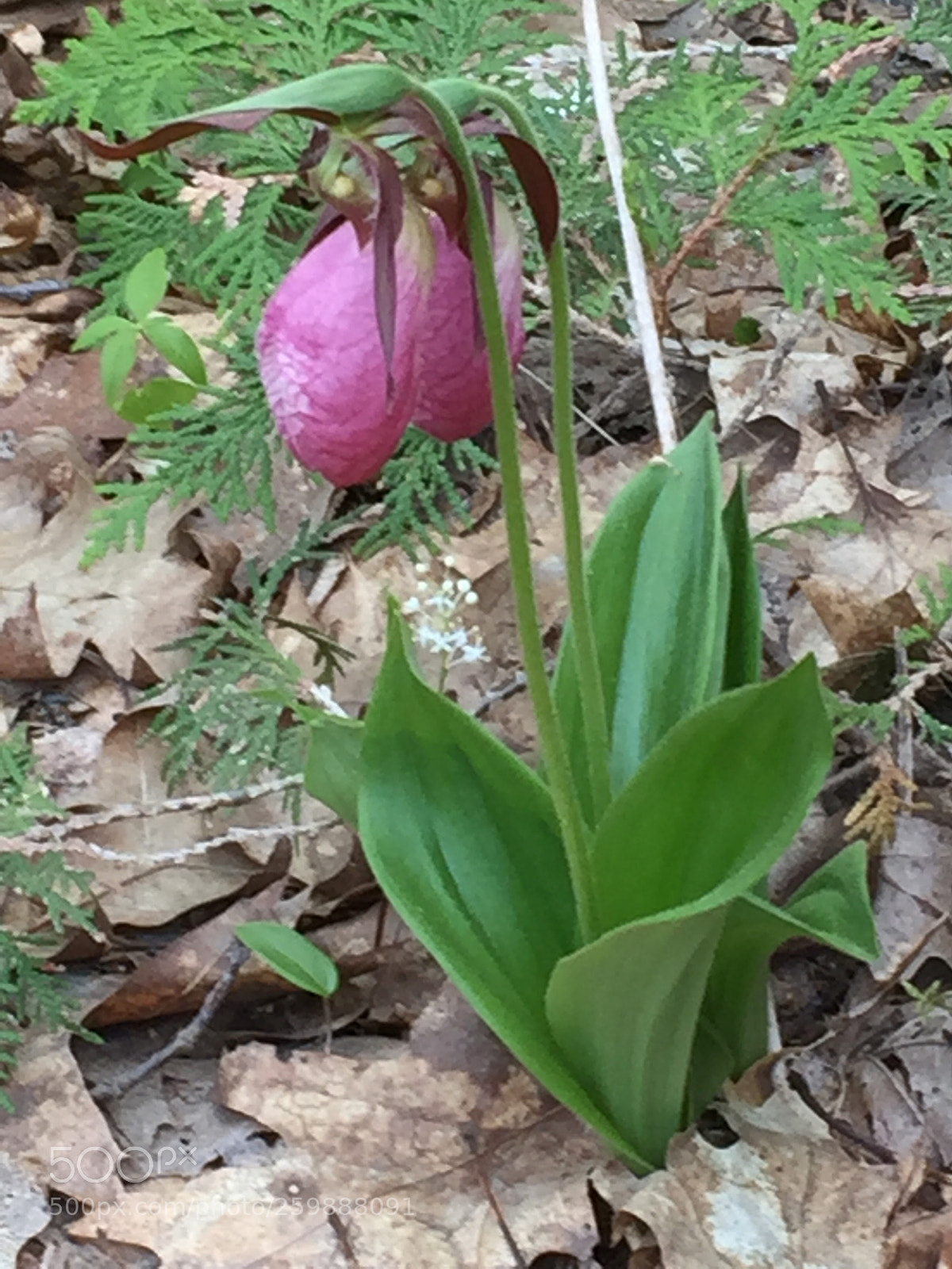 Apple iPhone 6 sample photo. Maine lady slipper photography