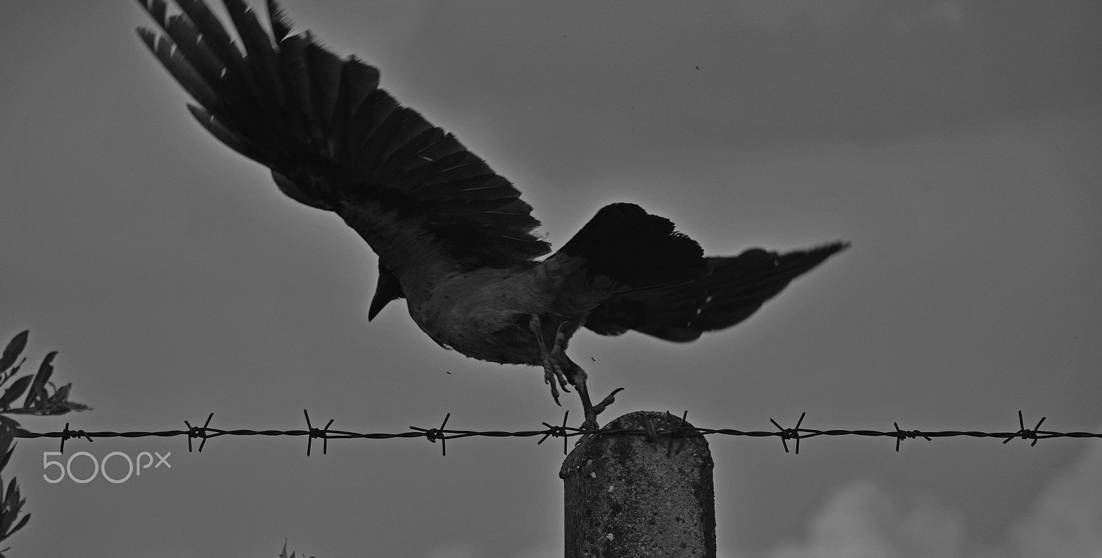 Nikon D5200 sample photo. Scram photography
