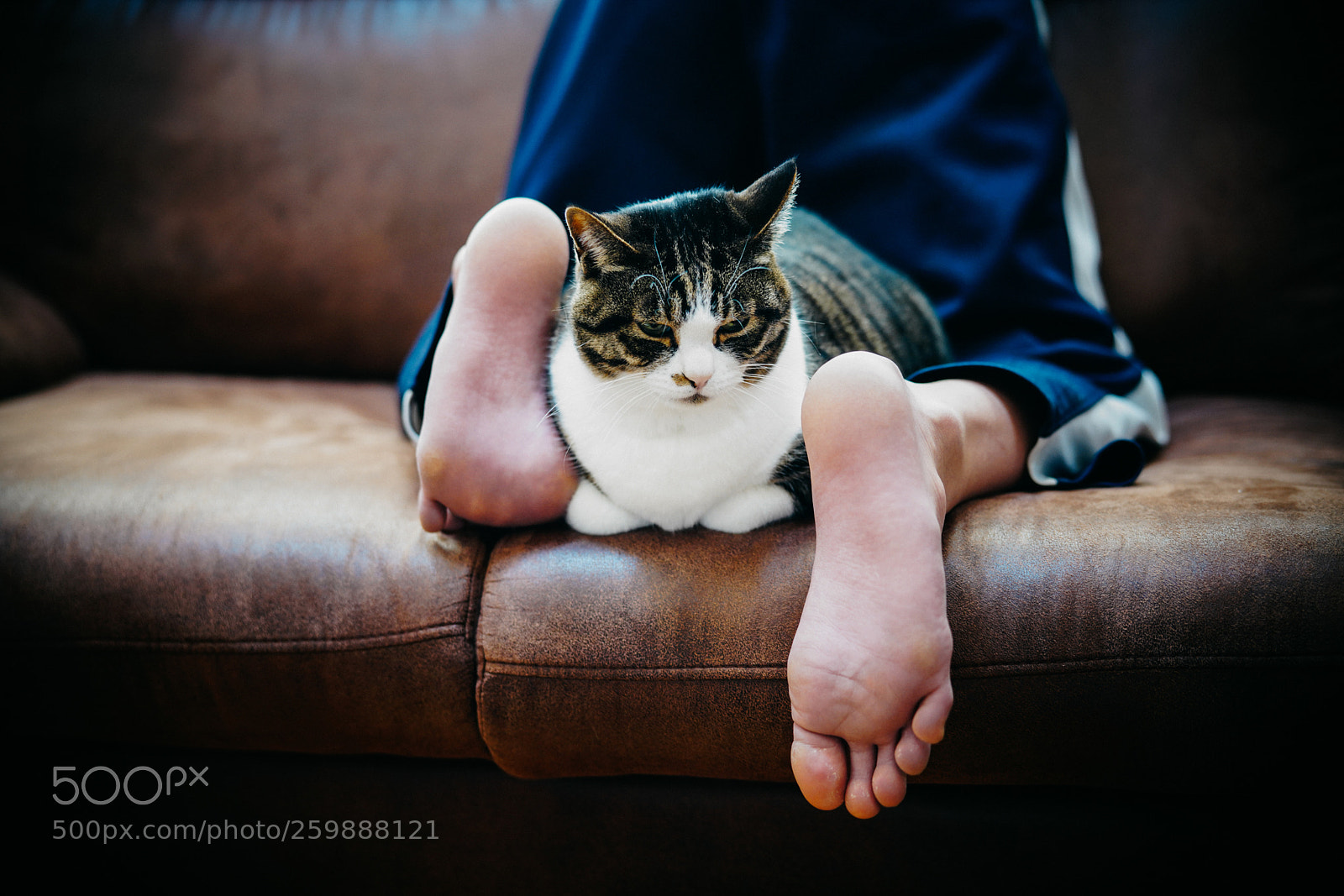 Sony a7R III sample photo. Cat's position photography