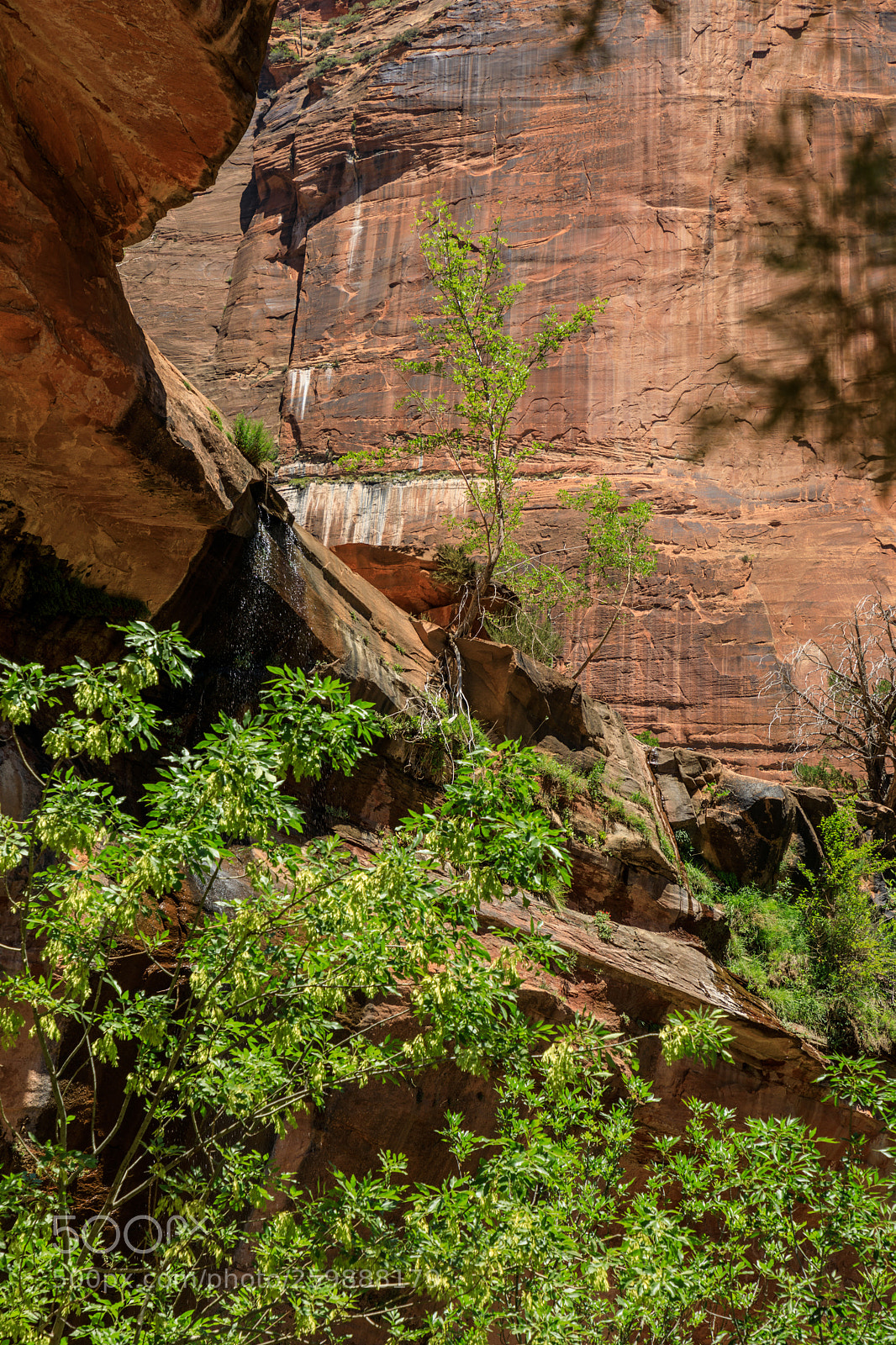 Canon EOS 5D Mark IV sample photo. Zion national park 1251 photography