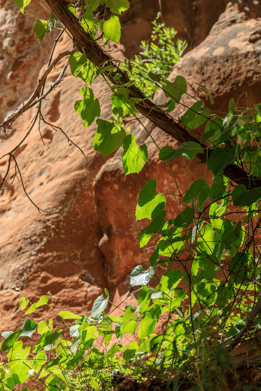 Canon EOS 5D Mark IV sample photo. Zion national park 1250 photography