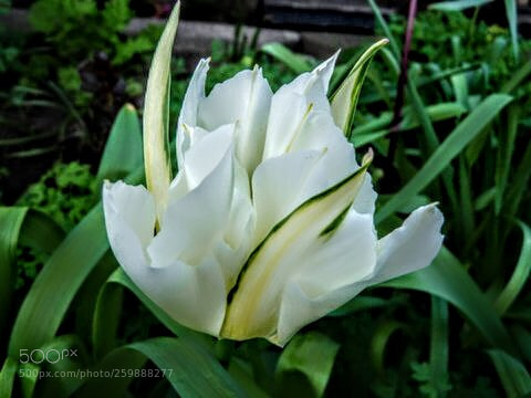 Panasonic Lumix DMC-FZ28 sample photo. White tulip photography