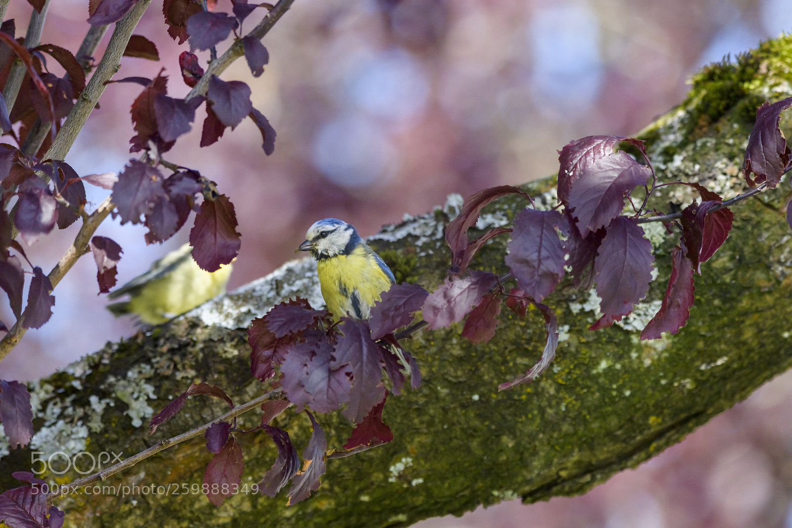 Nikon D850 sample photo. M sange bleue et photography
