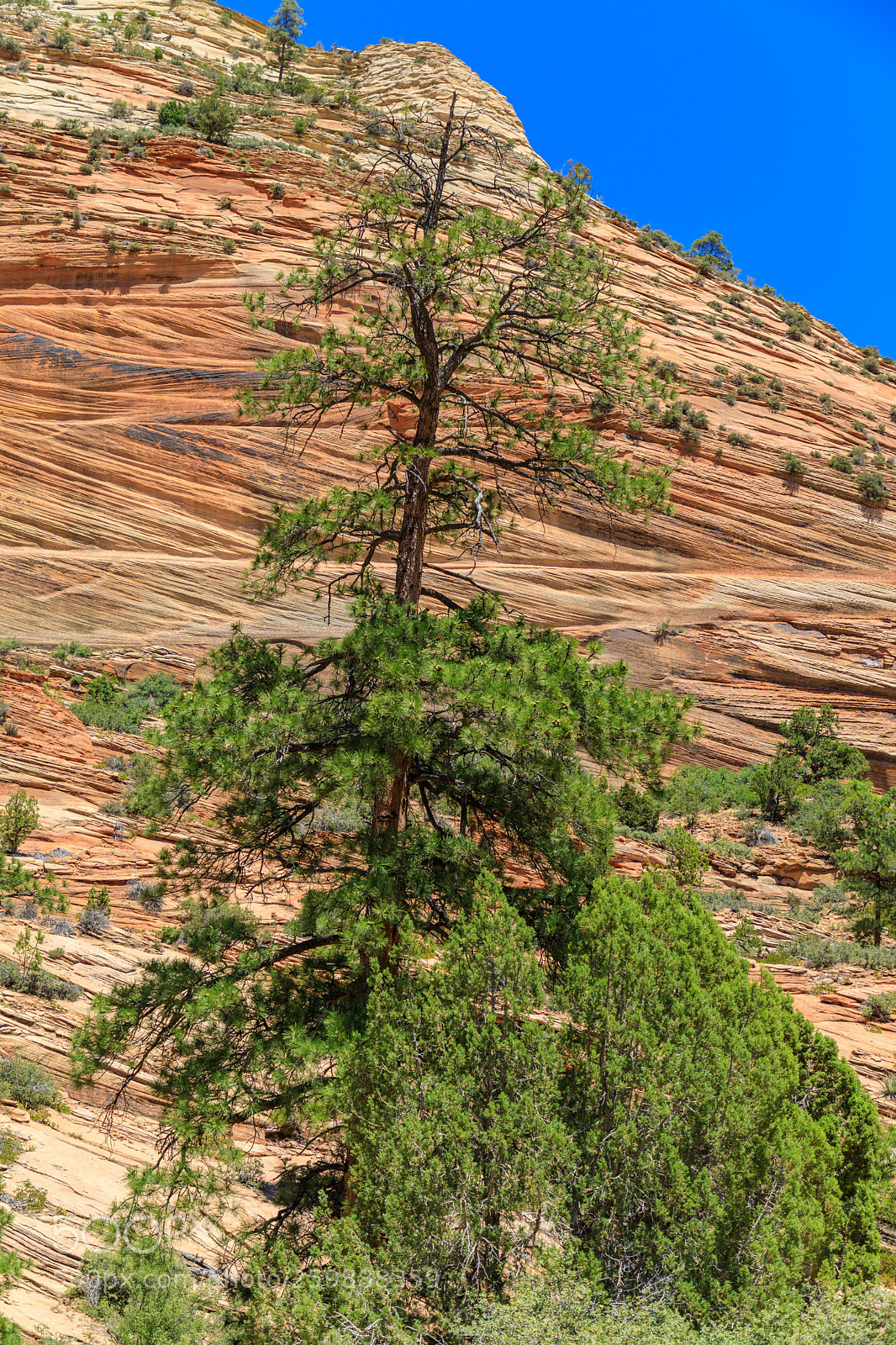 Canon EOS 5D Mark IV sample photo. Zion national park 1292 photography