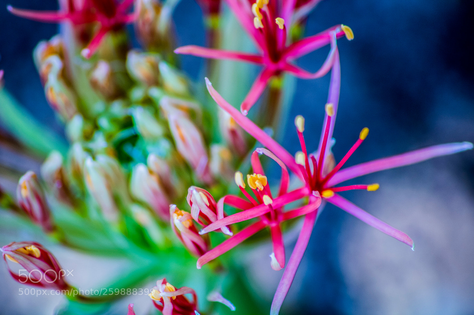 Canon EOS 750D (EOS Rebel T6i / EOS Kiss X8i) sample photo. Flowers photography