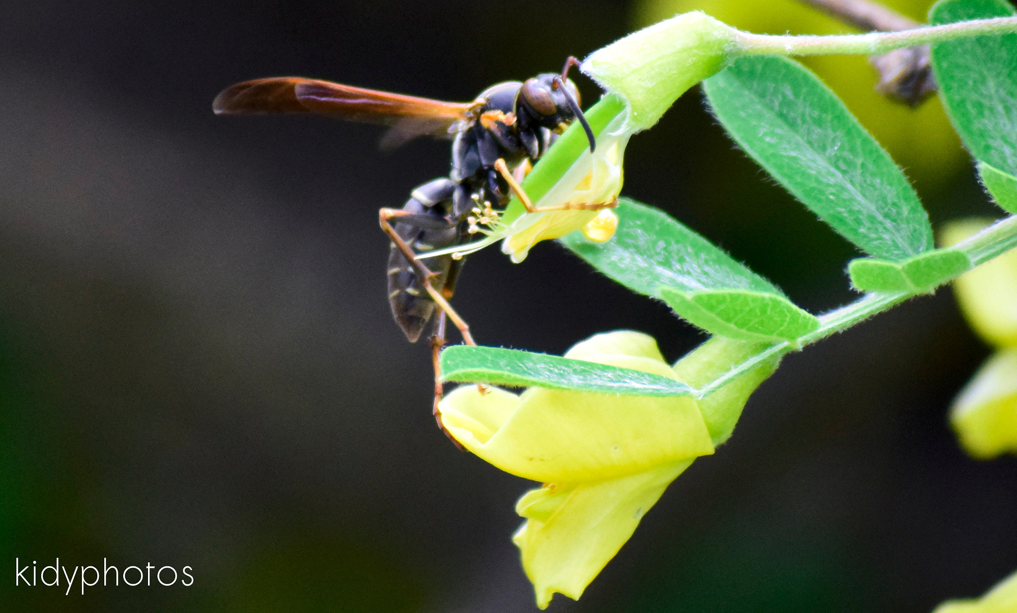 Nikon D5300 sample photo. Flamenco bee photography