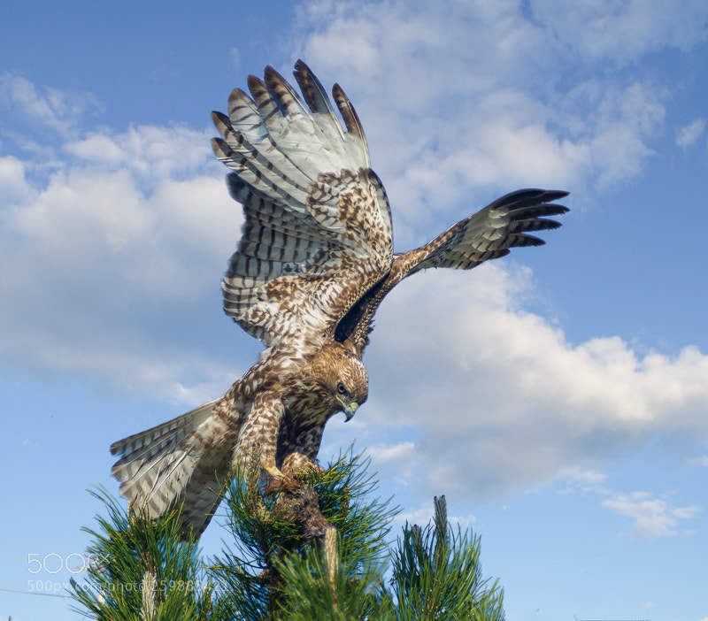 Nikon D7200 sample photo. Red tailed hawk wings photography