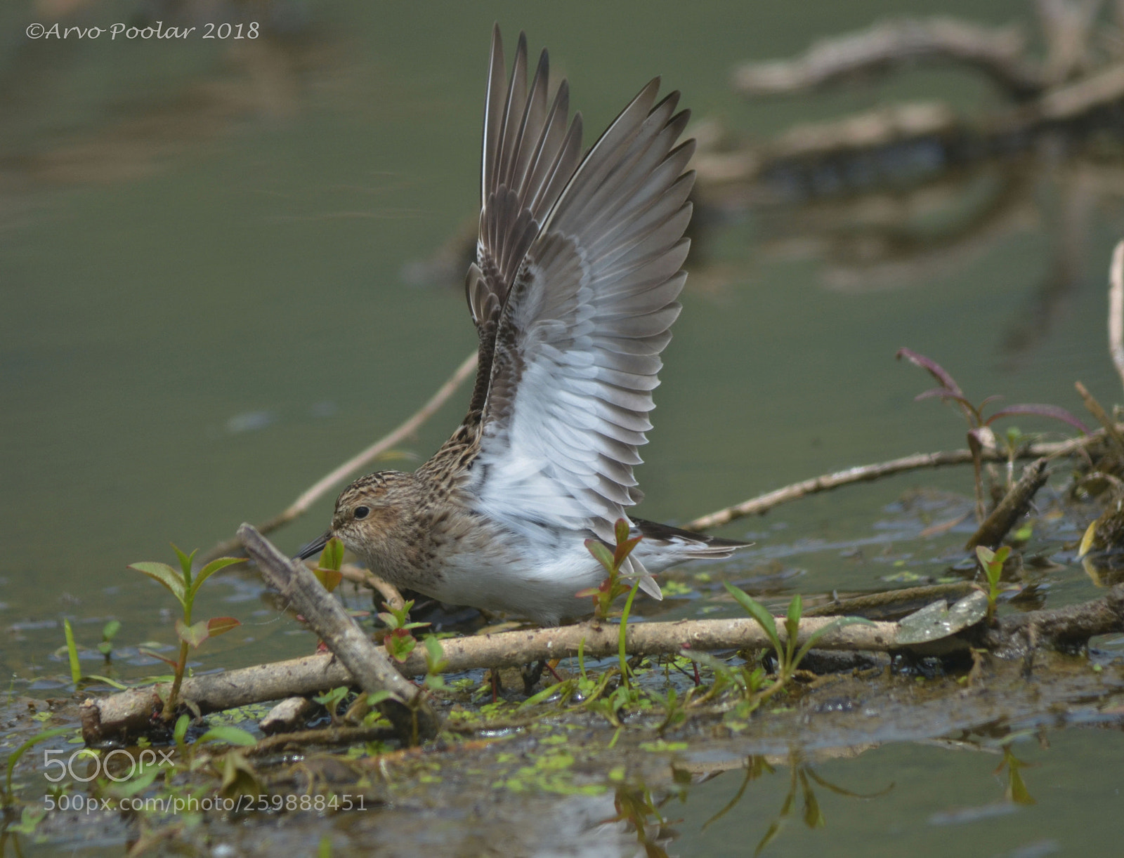 Nikon D7000 sample photo. Lesser sandpiper photography
