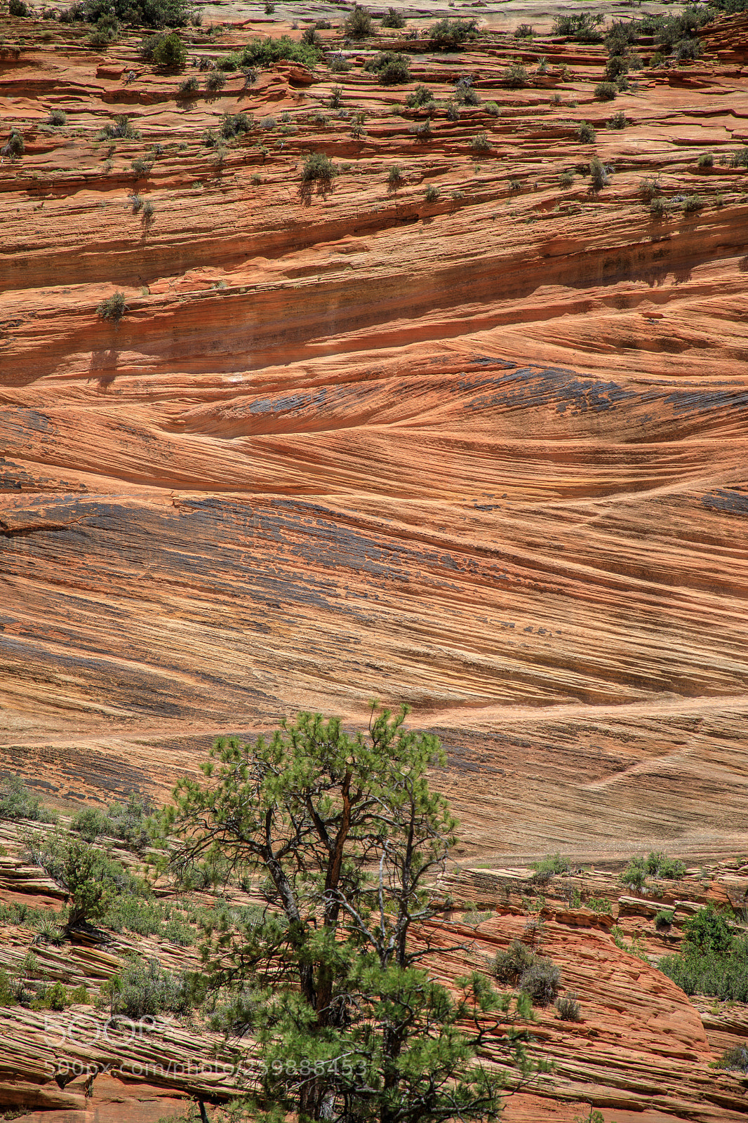 Canon EOS 5D Mark IV sample photo. Zion national park 1293 photography