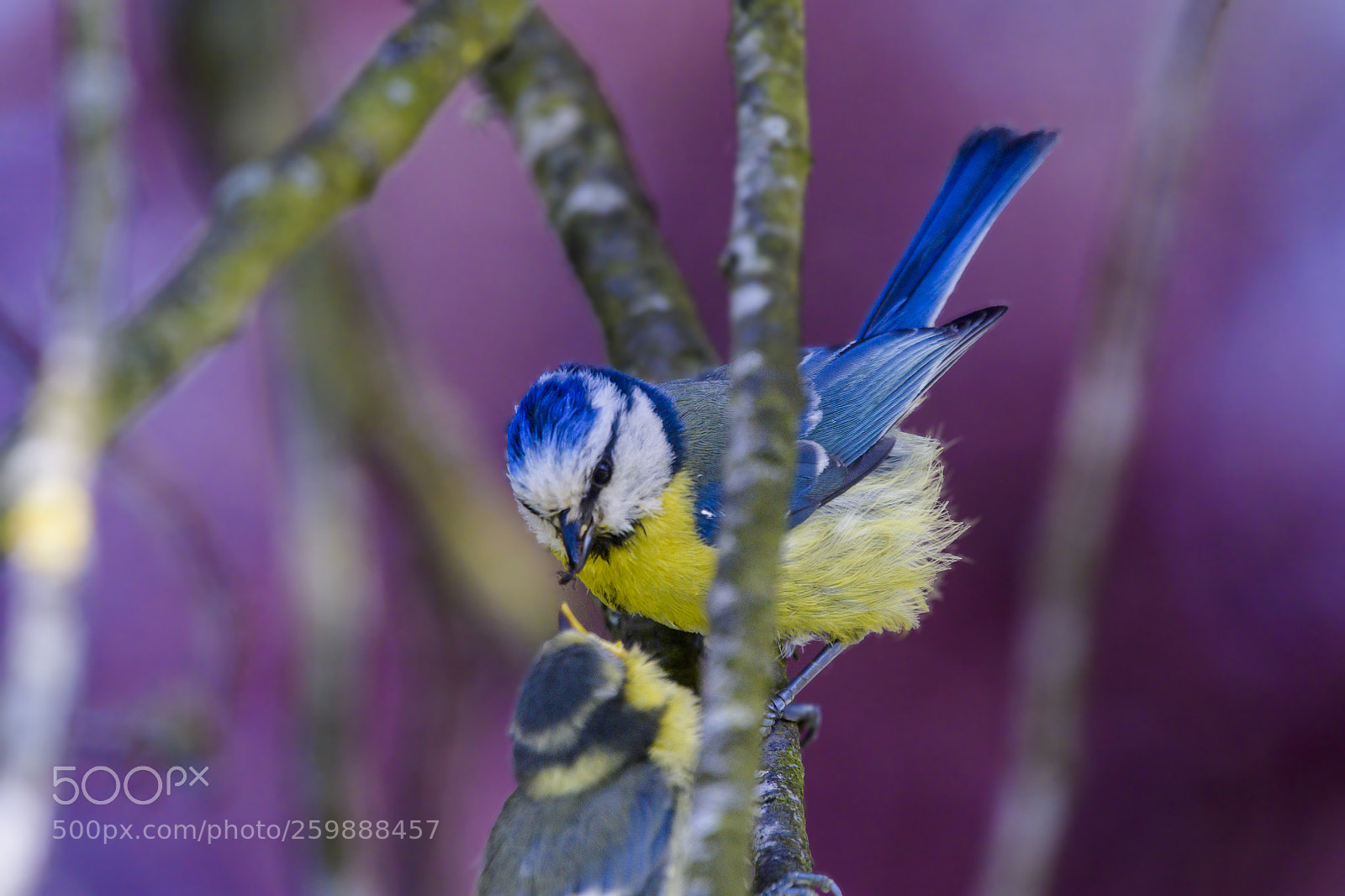 Nikon D850 sample photo. M sange bleue et photography